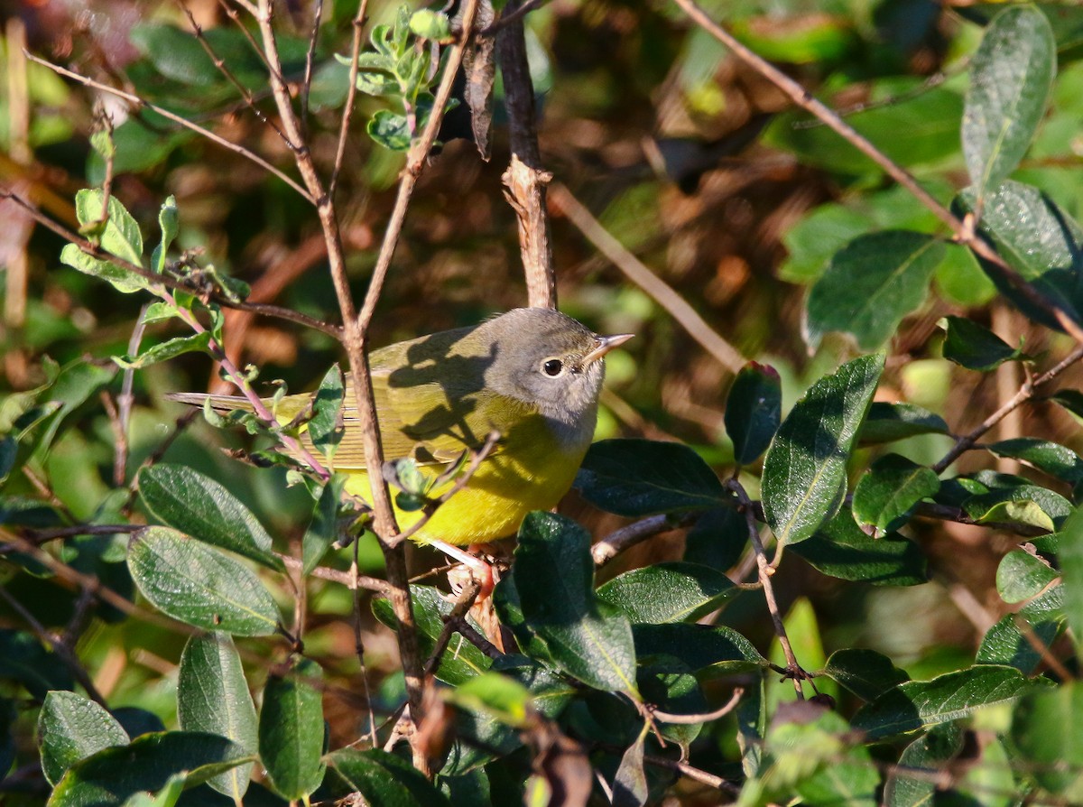 Mourning Warbler - Aidan Griffiths