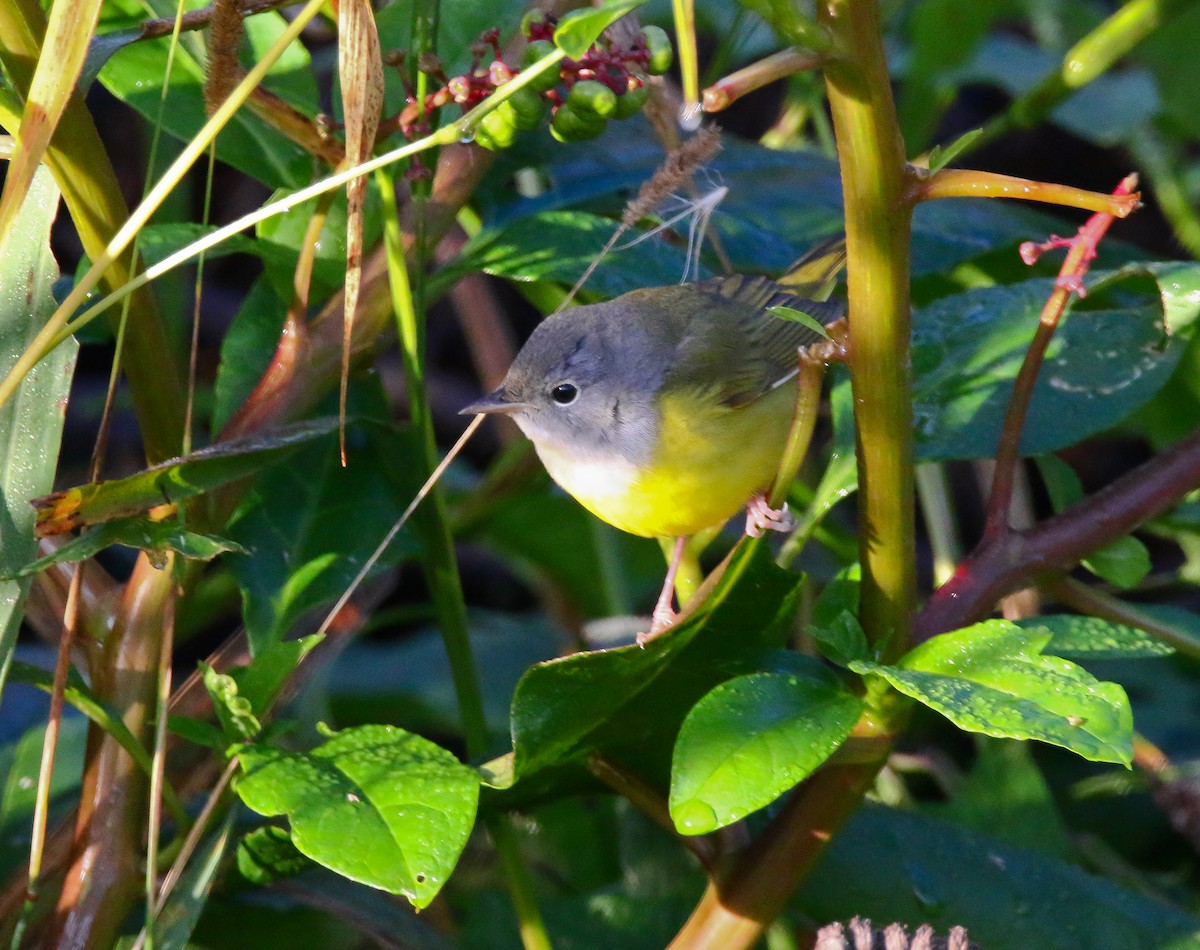 Mourning Warbler - Aidan Griffiths