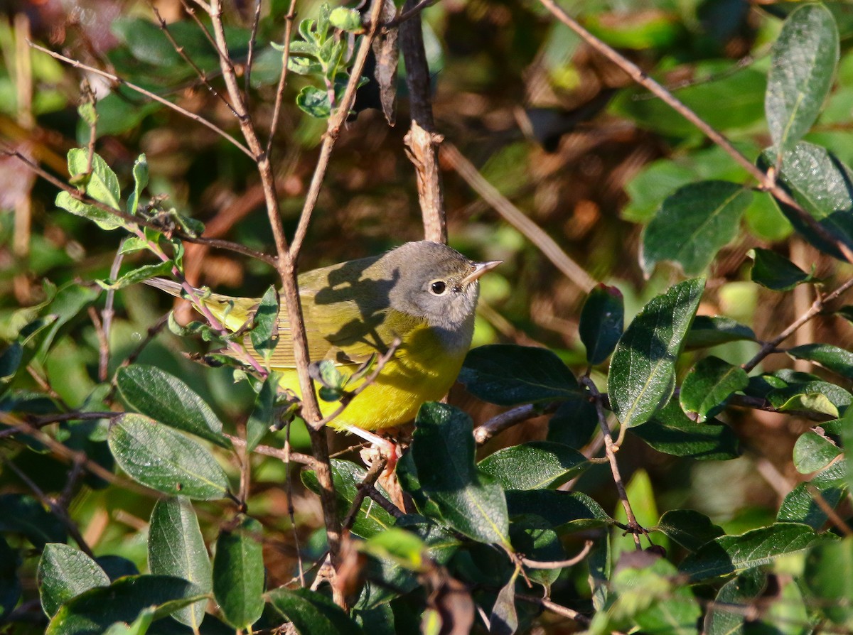 Mourning Warbler - Aidan Griffiths