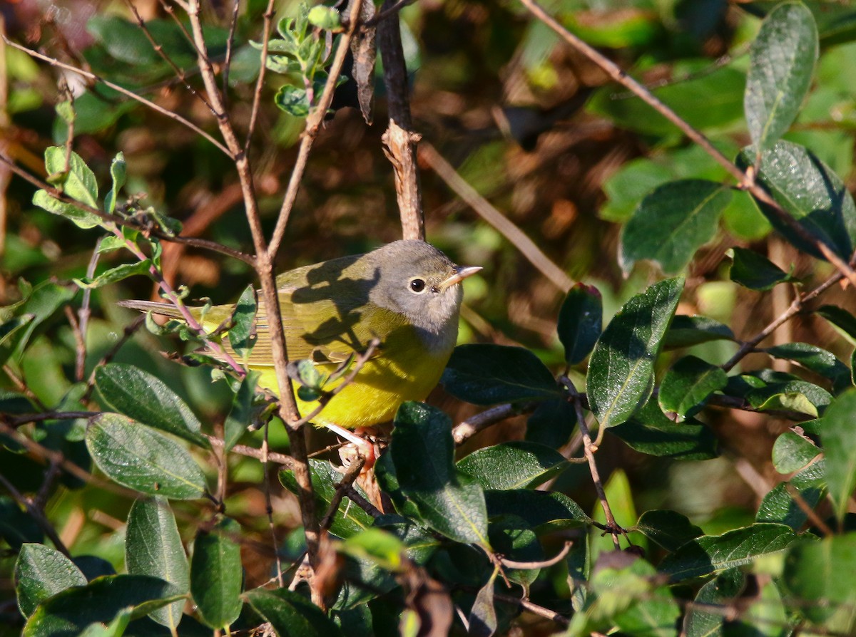 Mourning Warbler - Aidan Griffiths