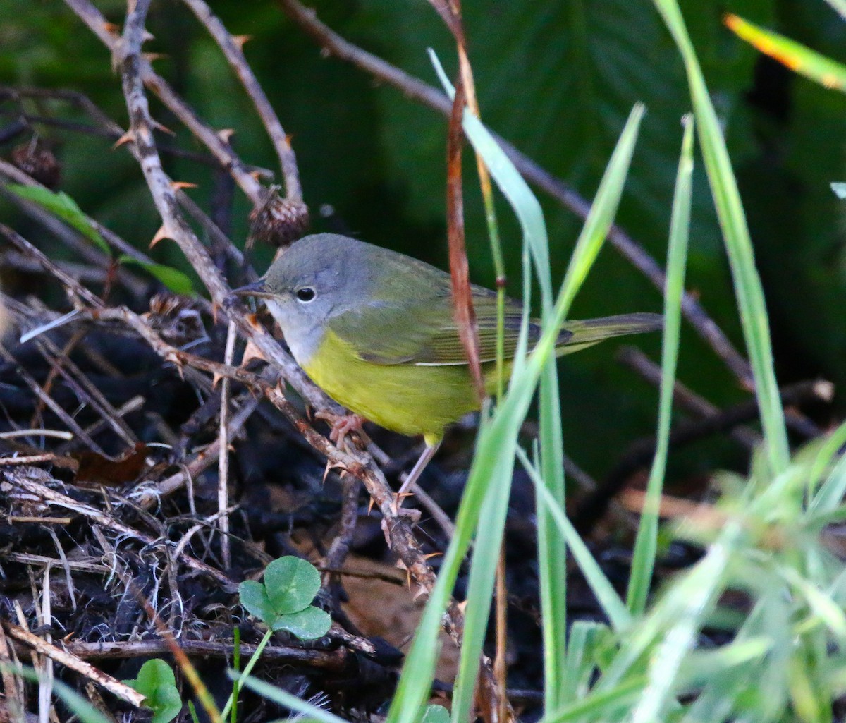 Mourning Warbler - Aidan Griffiths