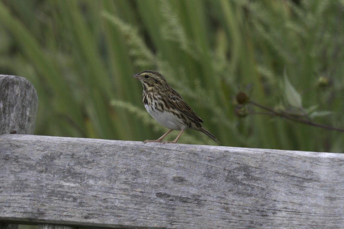 Savannah Sparrow - ML373660871