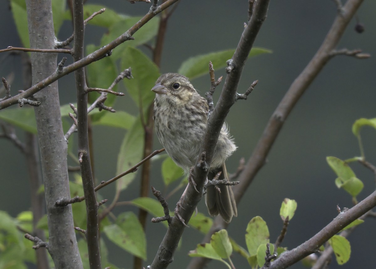 Song Sparrow - ML373661331