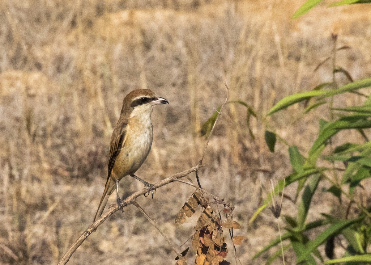 Brown Shrike - Bob Martinka