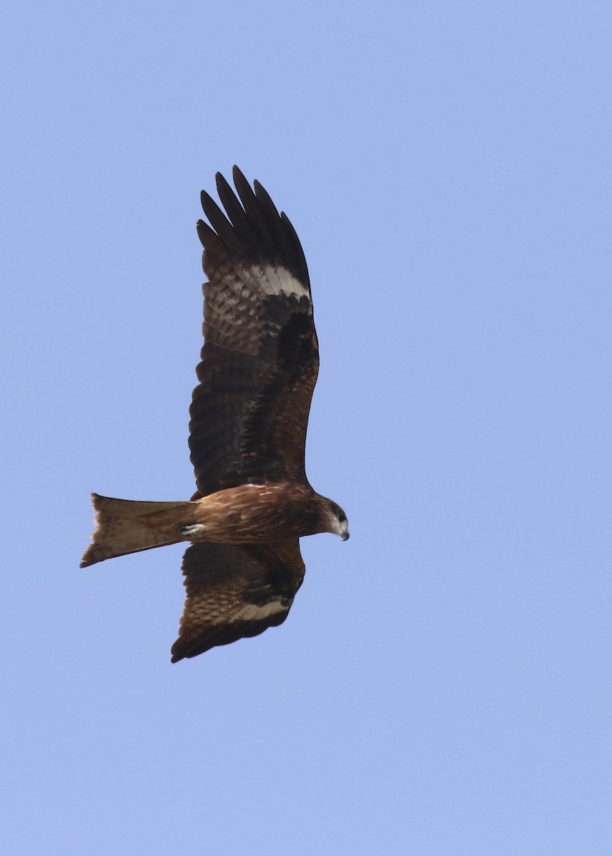 黑鳶 - ML373661971