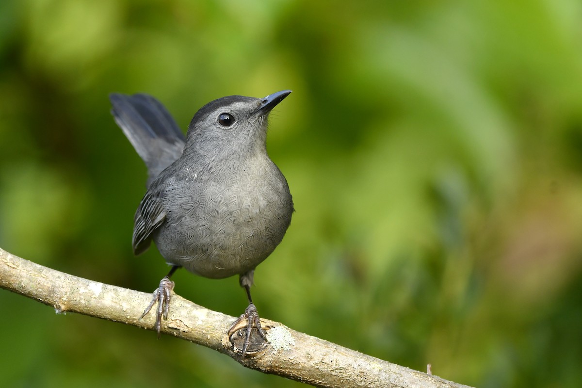 Gray Catbird - Jonathan Irons