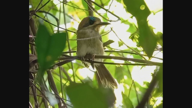 Motmot nain - ML373662721