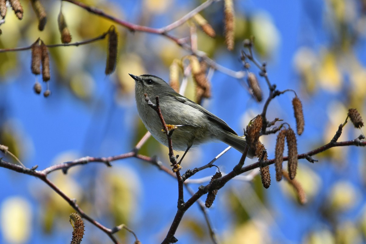 Golden-crowned Kinglet - Dan O'Brien