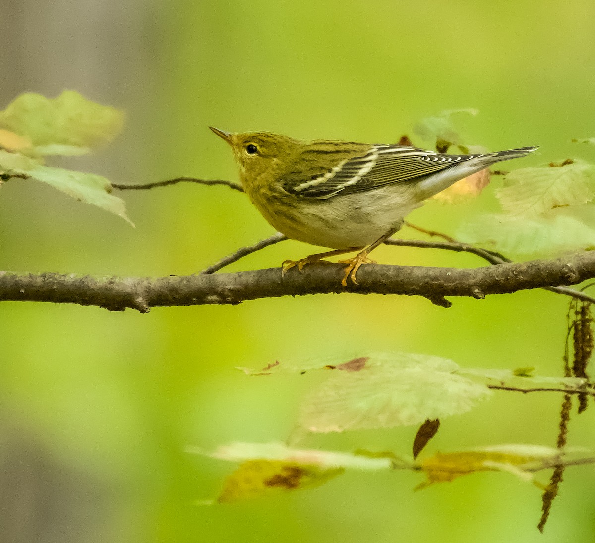 svarthetteparula - ML373663531