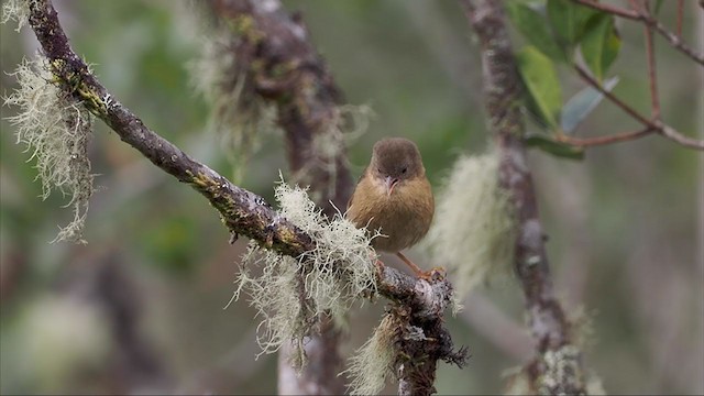 Tangara Pardusca - ML373664671