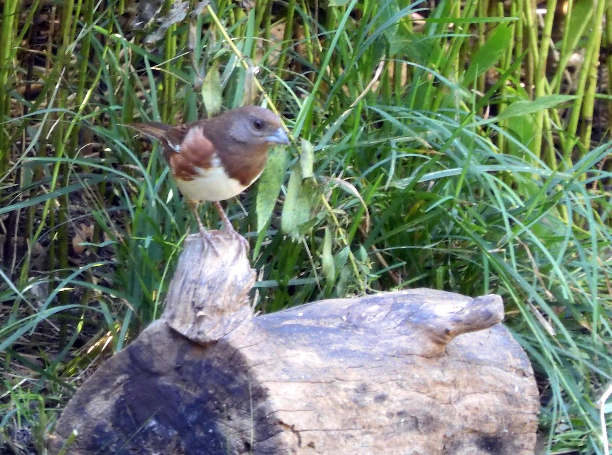 Eastern Towhee - ML373666621