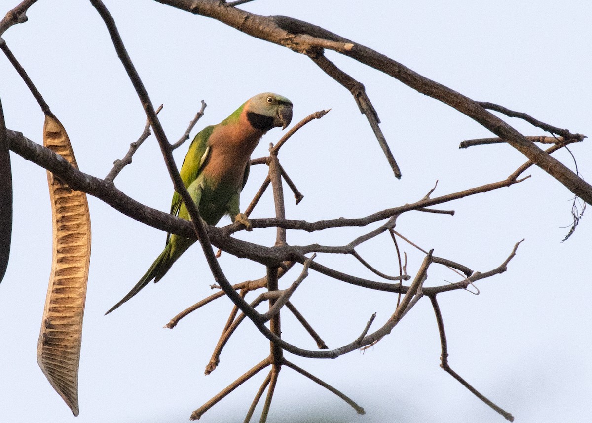 Red-breasted Parakeet - ML373666671