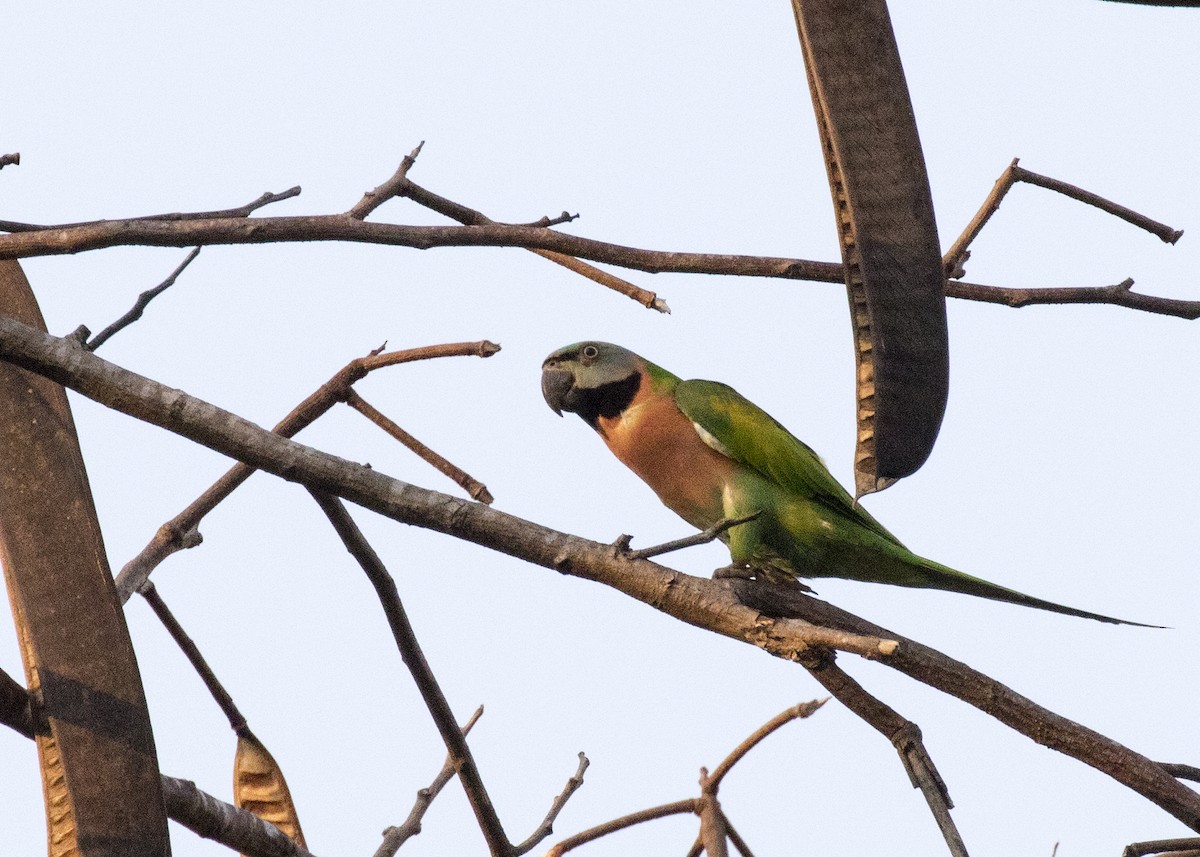 Red-breasted Parakeet - ML373666731