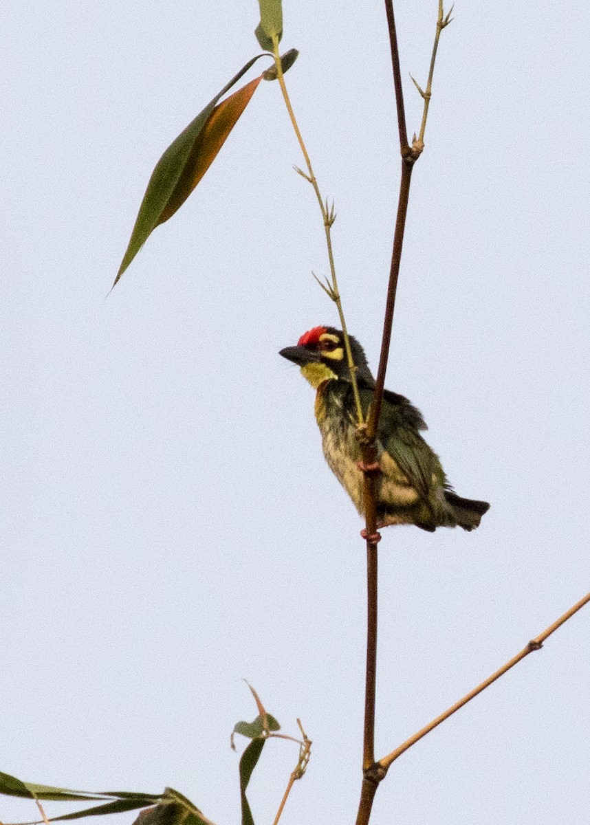 Coppersmith Barbet - ML373666791