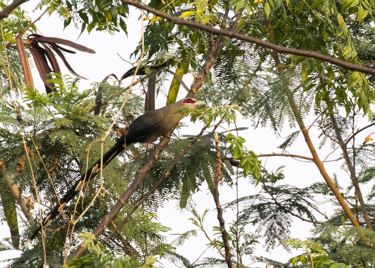 Green-billed Malkoha - ML373667001