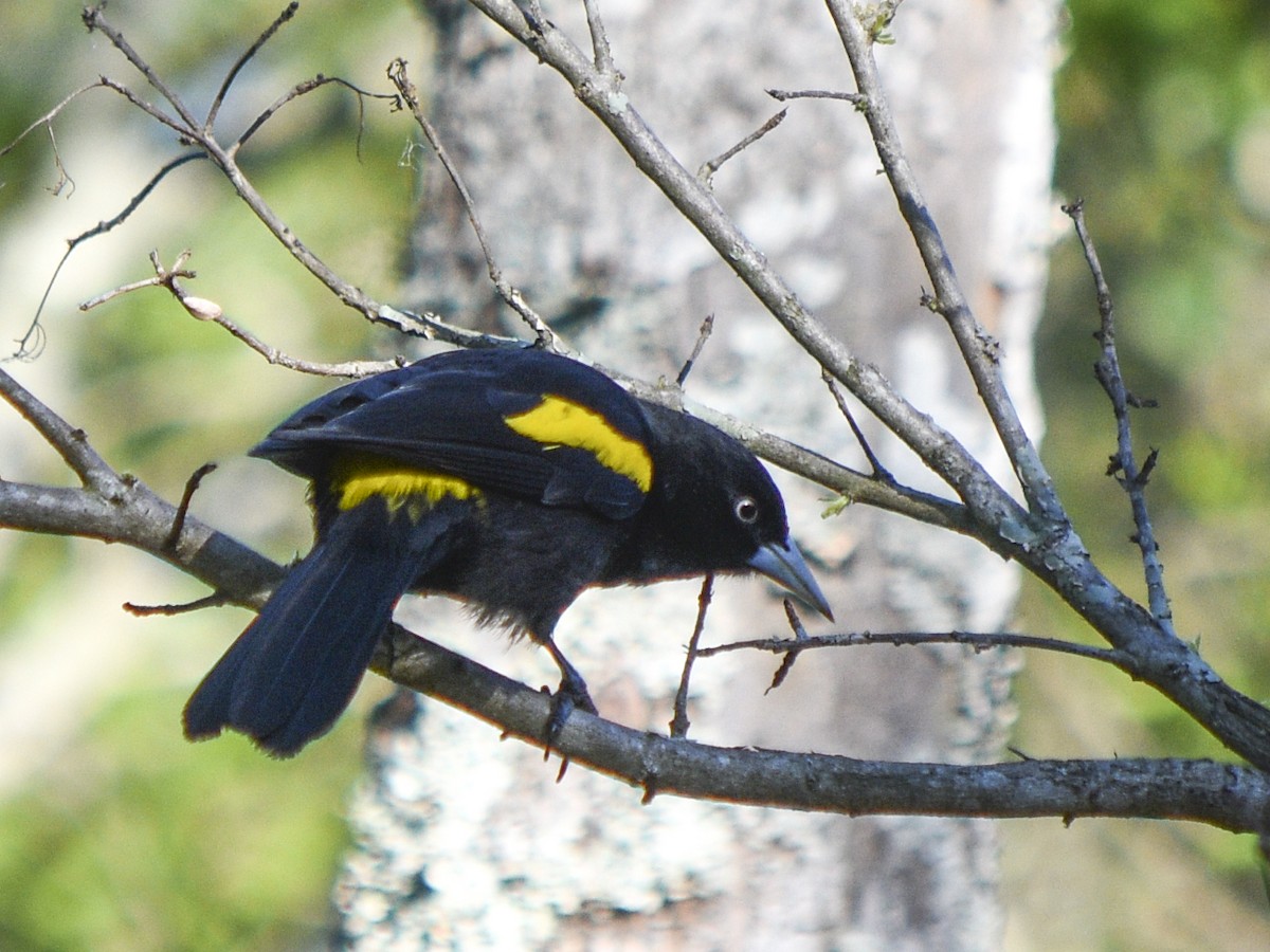 Golden-winged Cacique - ML373667311