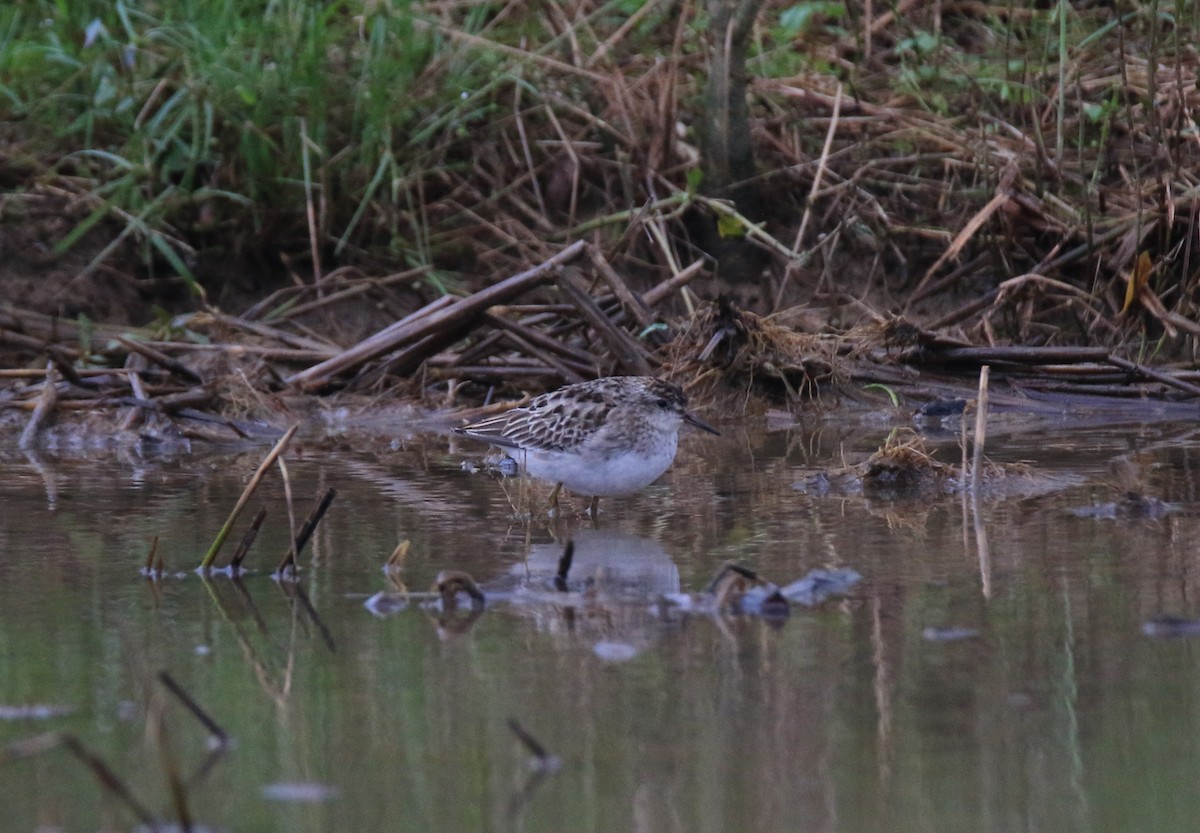 Long-toed Stint - Allen Lyu