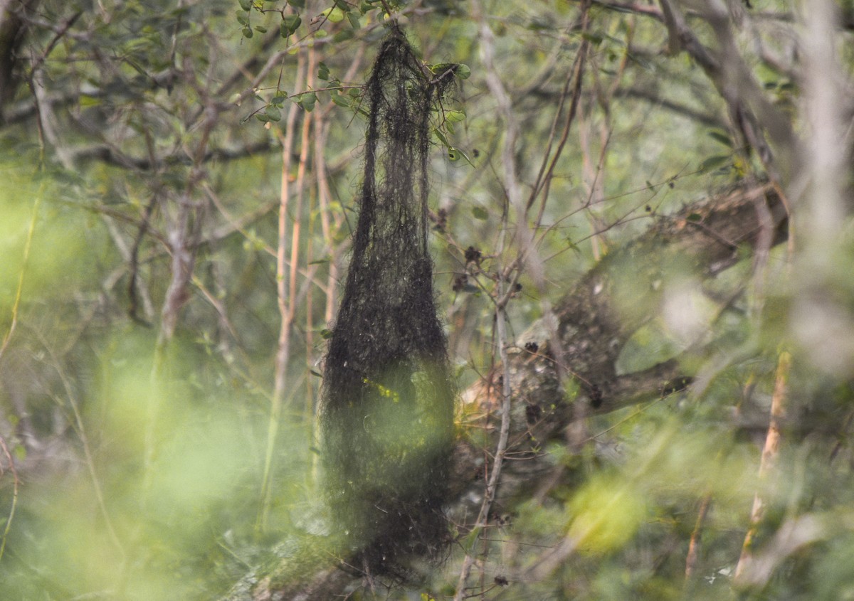 Golden-winged Cacique - ML373668611
