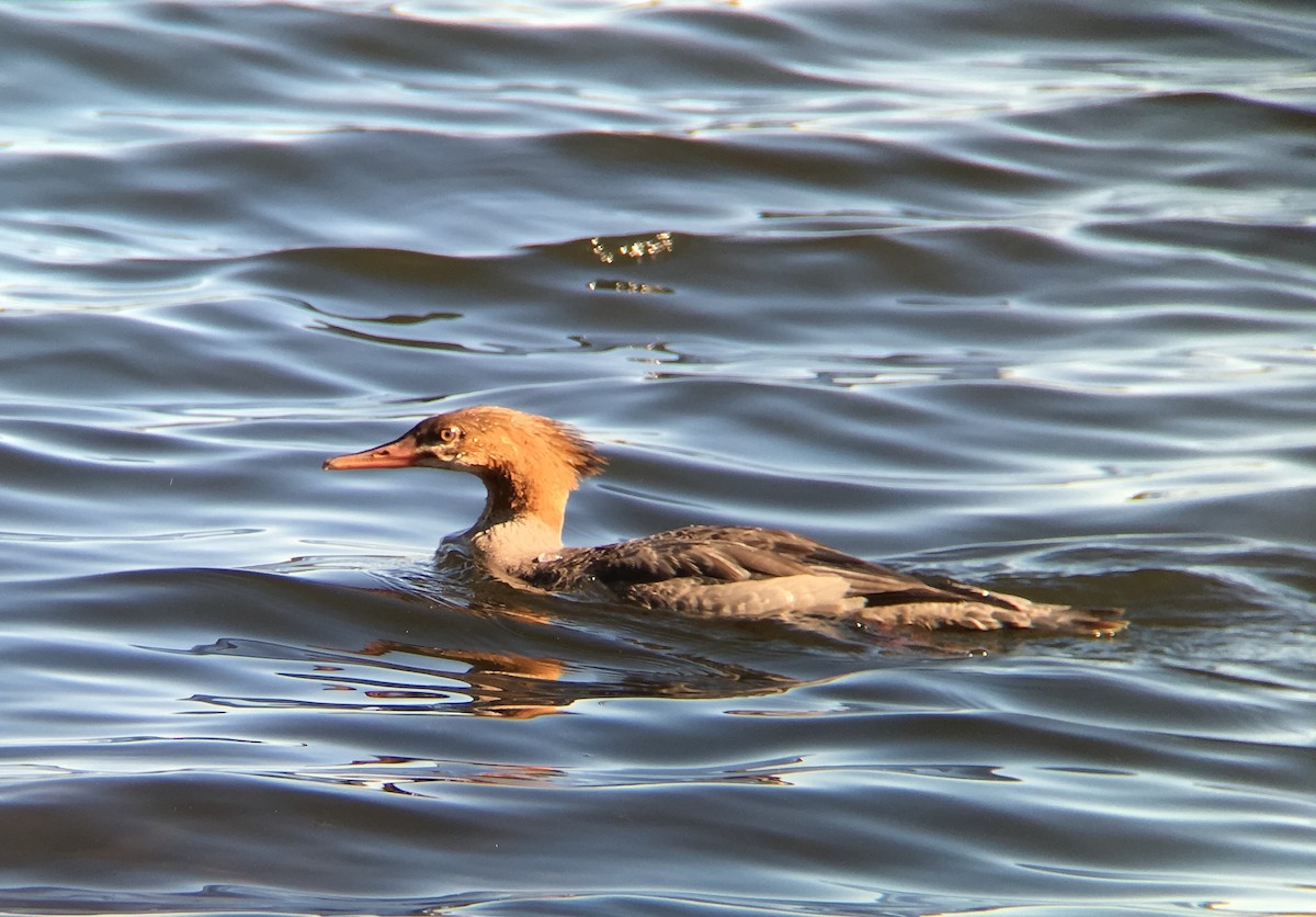 Common Merganser - ML37366931