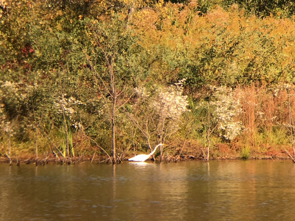 Great Egret - ML37366991