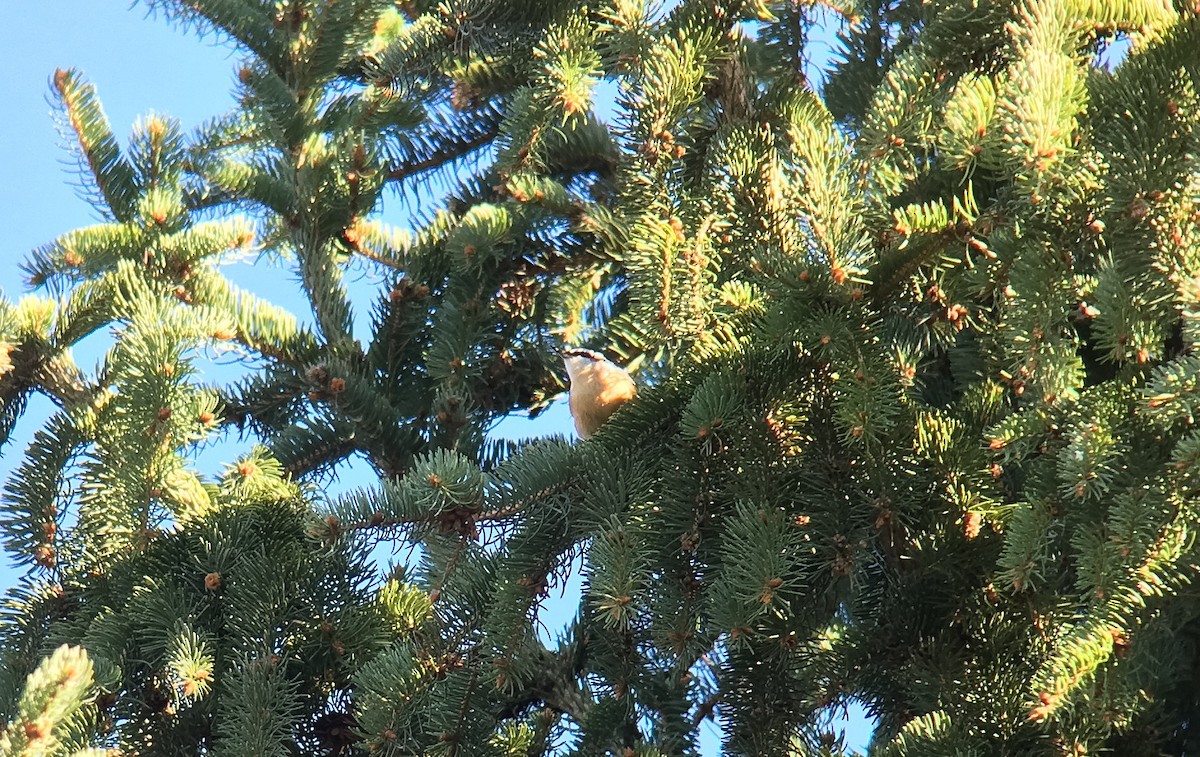 Red-breasted Nuthatch - ML37367091