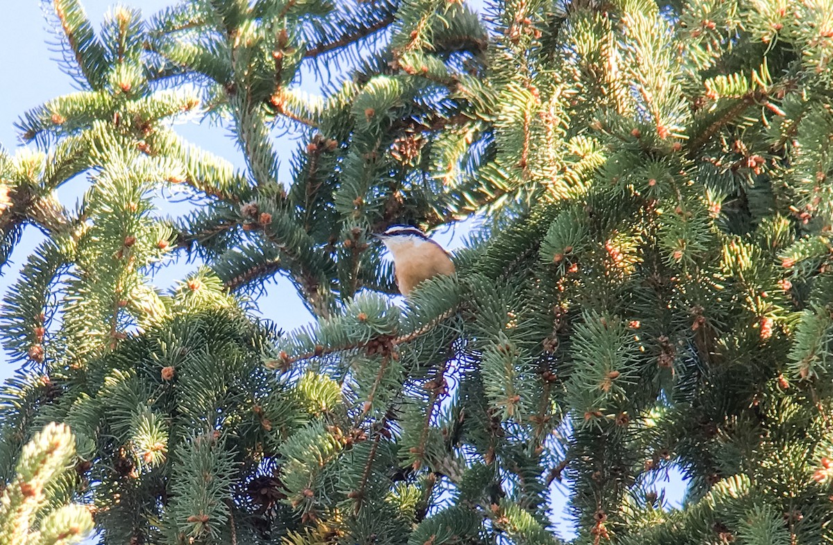 Red-breasted Nuthatch - ML37367101