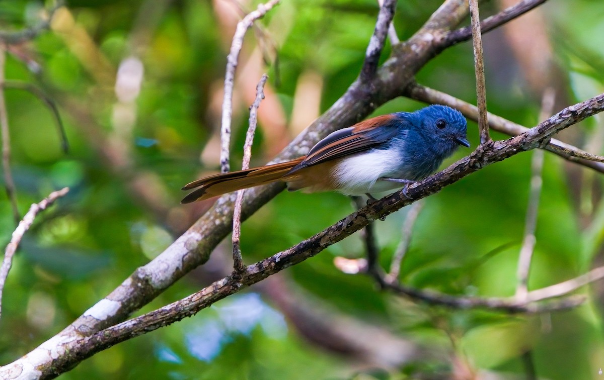 Visayan Fantail - Myron Ray Sy Evasco