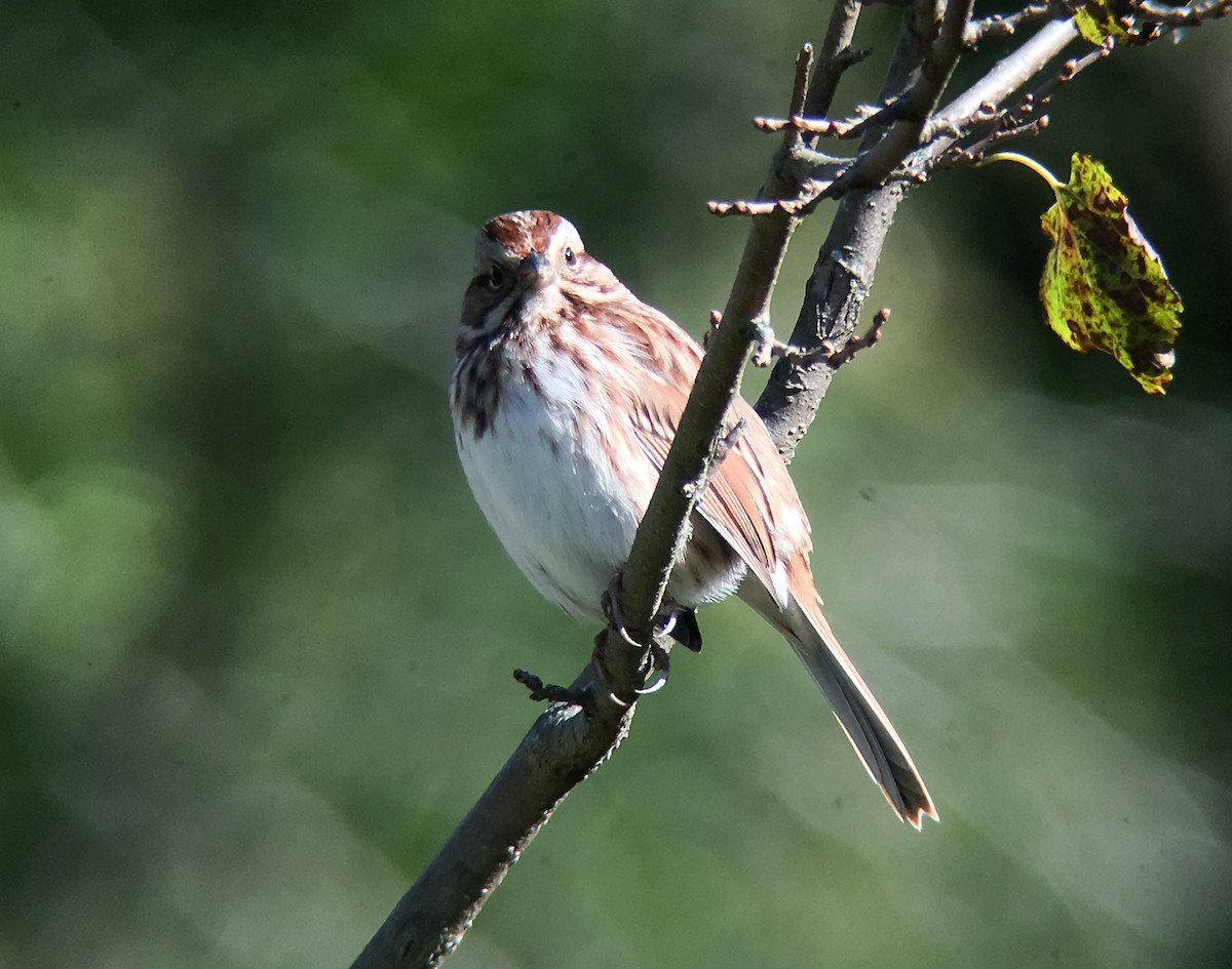 Song Sparrow - ML37367191