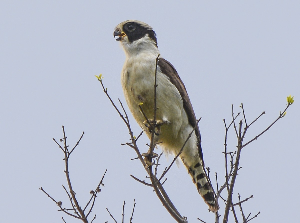 Laughing Falcon - ML373672961