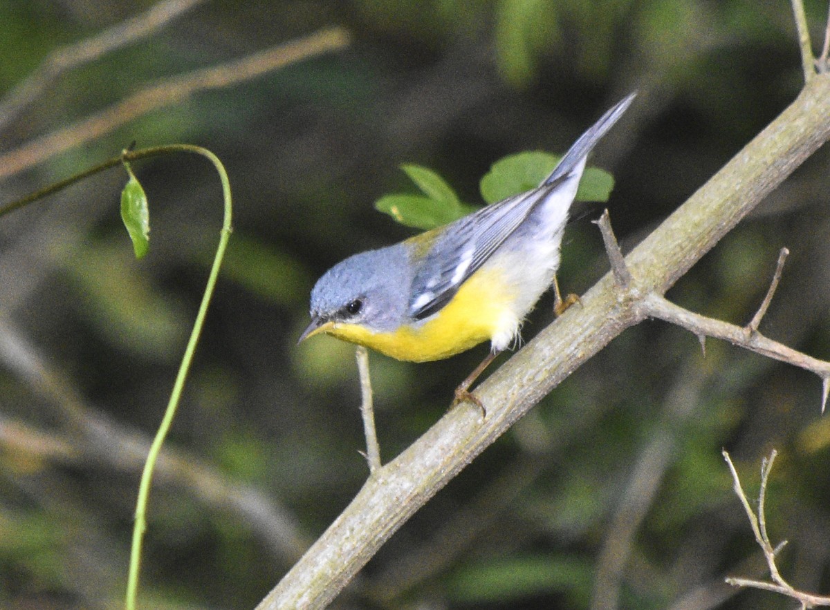 Parula Pitiayumí - ML373673351