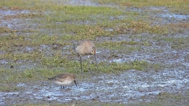 Hudsonian Godwit - ML373674481