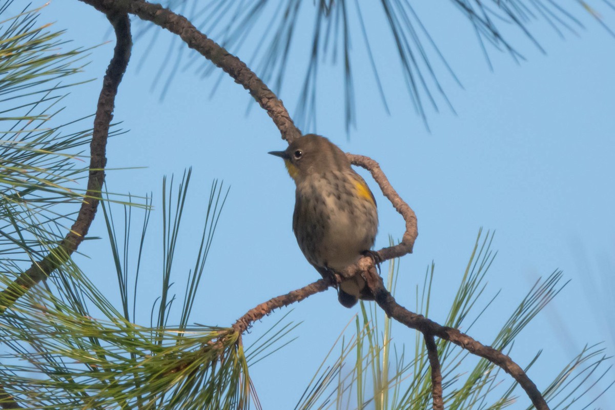 Yellow-rumped Warbler (Audubon's) - ML373674561
