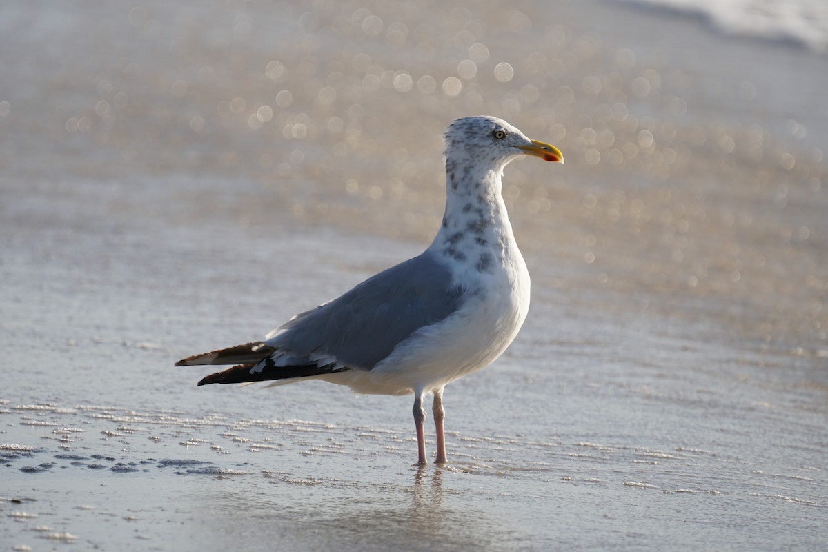 Herring Gull - ML373674971