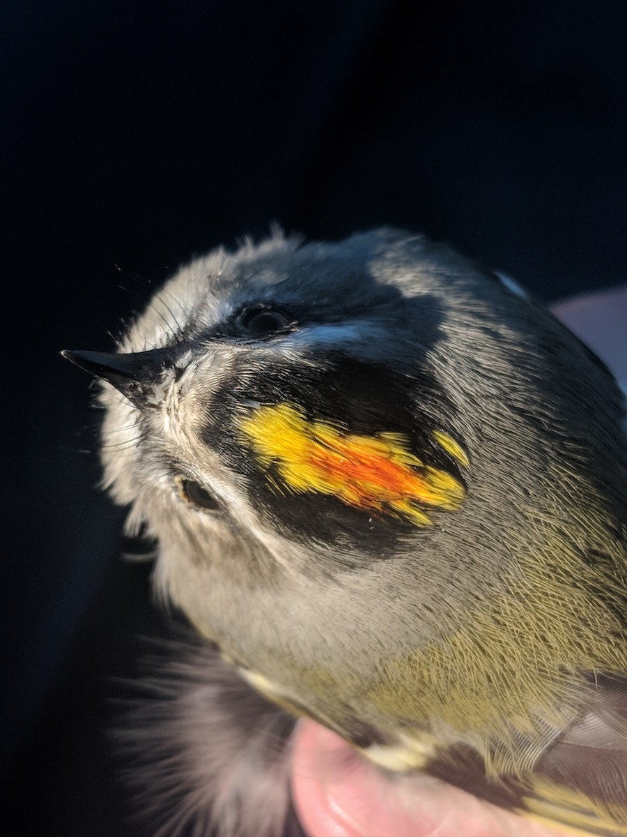 Golden-crowned Kinglet - Nathaniel Sharp