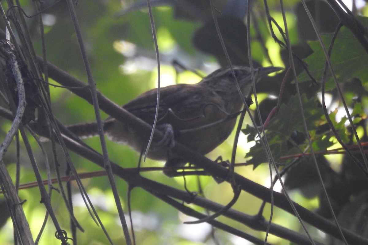 Carolina Wren - ML373676521