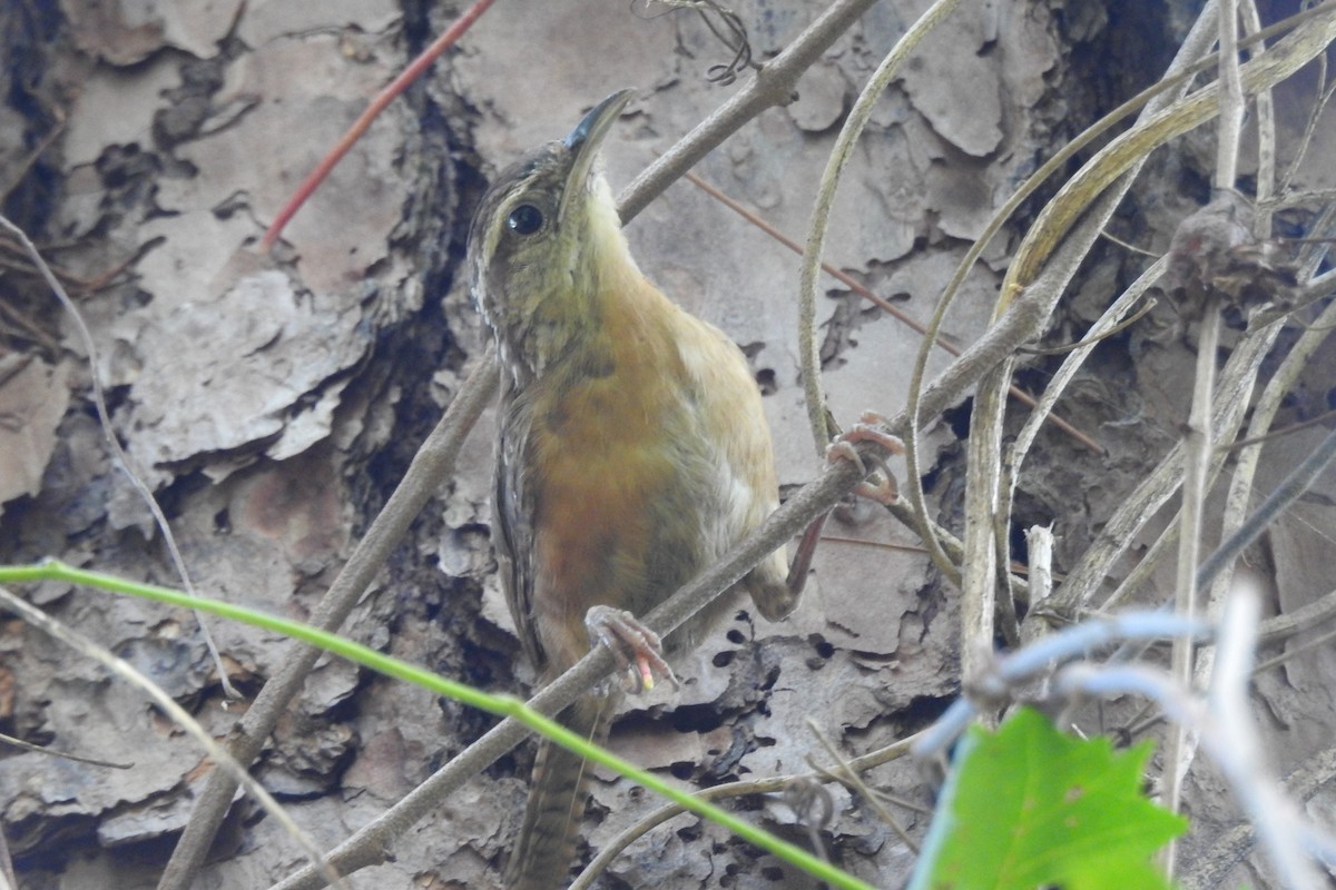 Carolina Wren - ML373676531