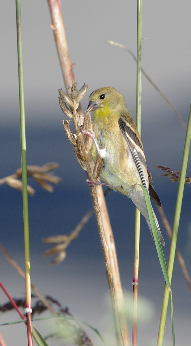 Chardonneret jaune - ML373677391