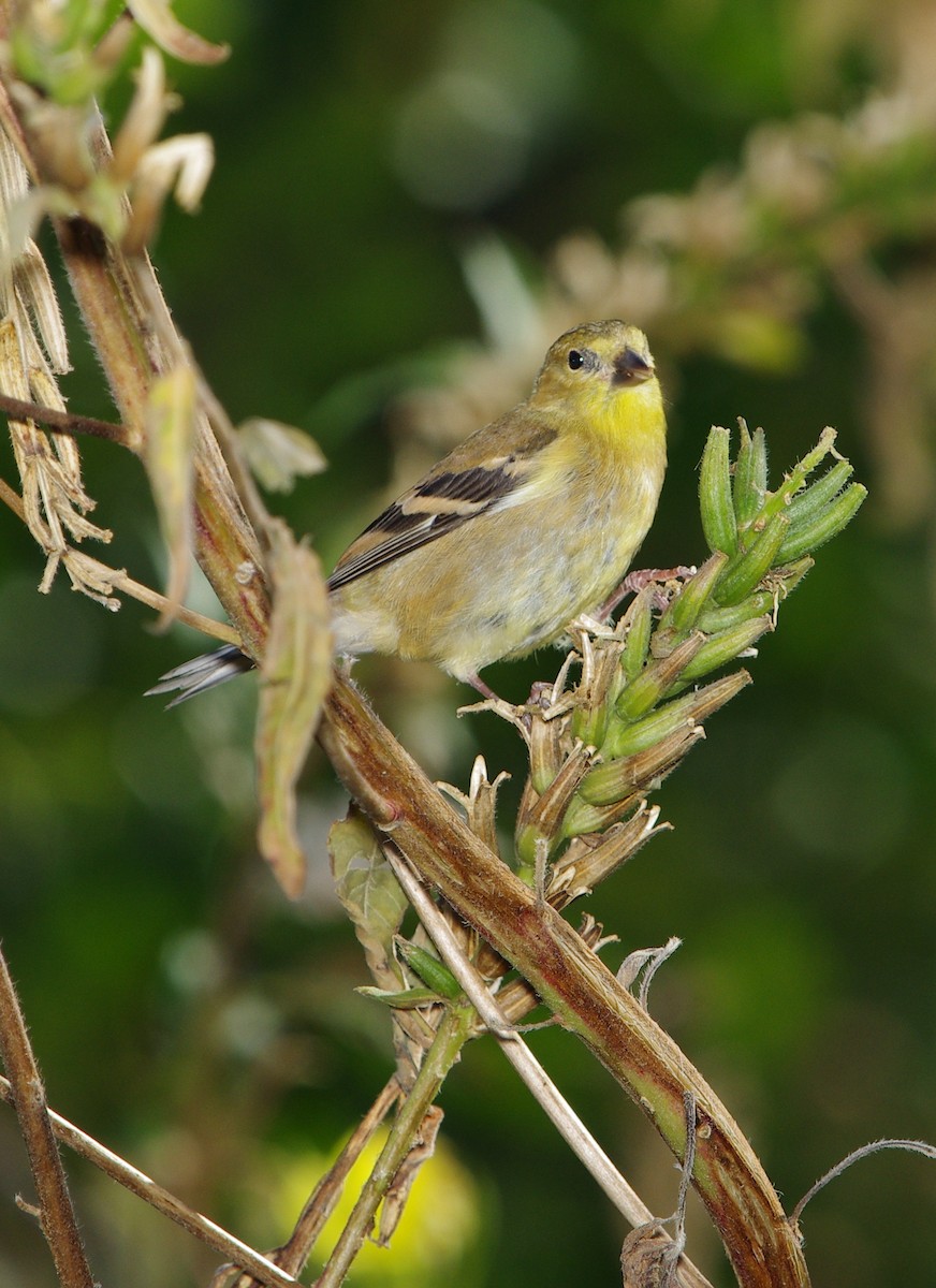 American Goldfinch - Mary Caldwell