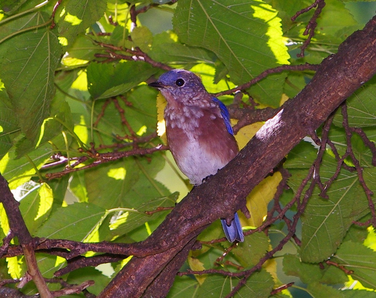 Eastern Bluebird - ML373677671