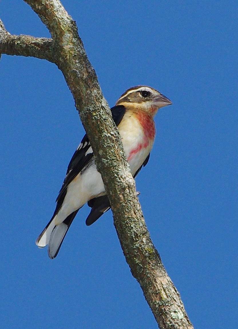 Rose-breasted Grosbeak - Mary Caldwell