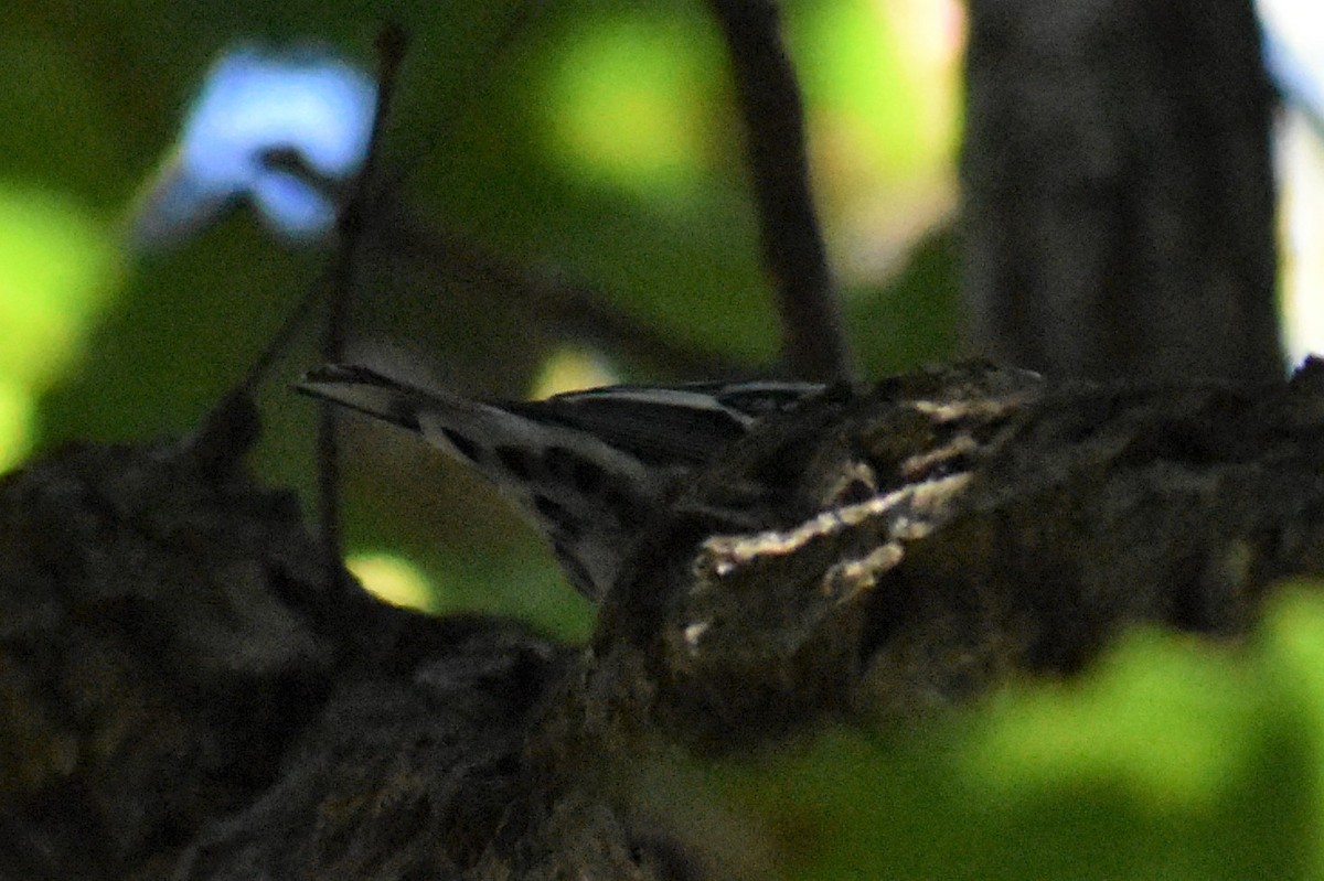 Black-and-white Warbler - ML373678521