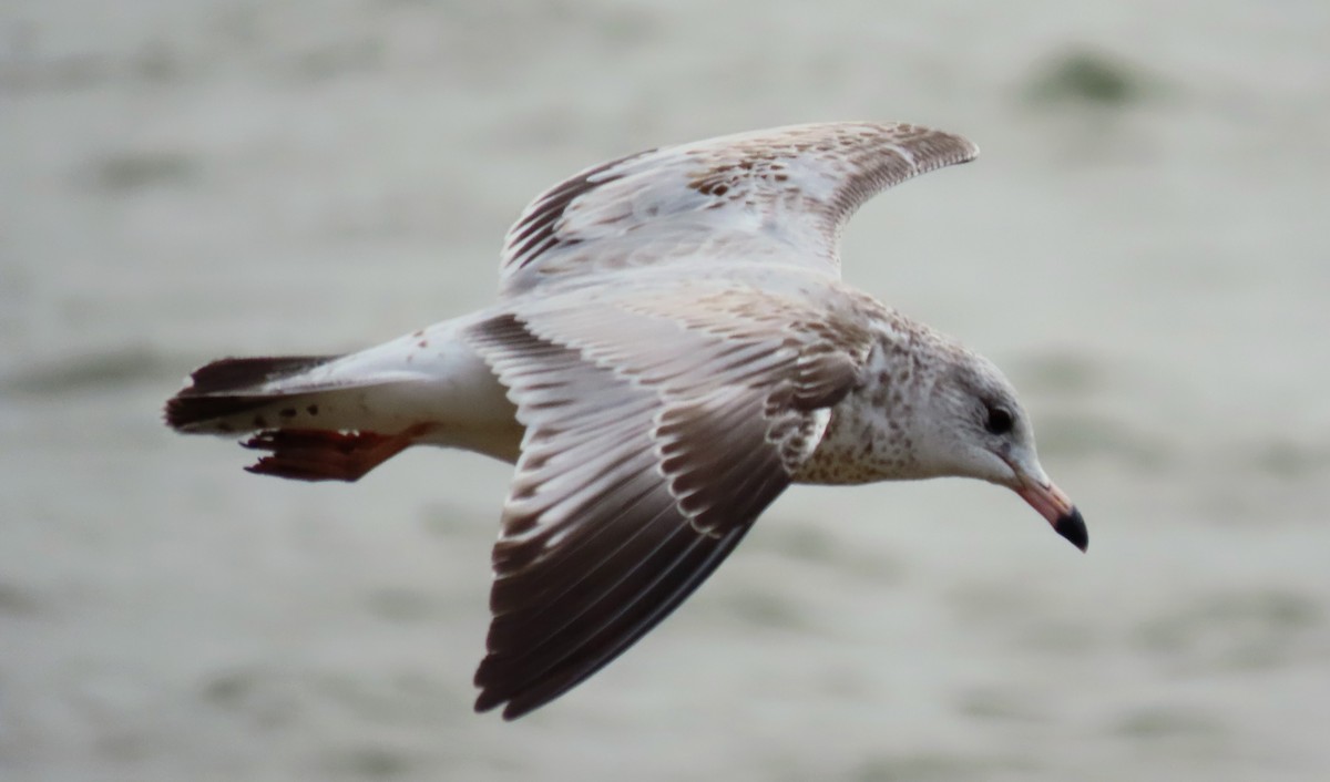 Ring-billed Gull - Kent Skaggs