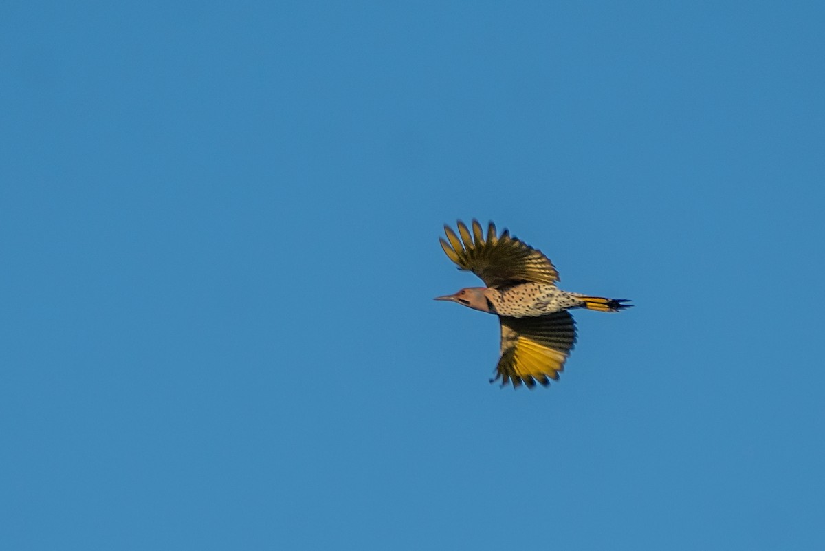 Northern Flicker - Dori Eldridge