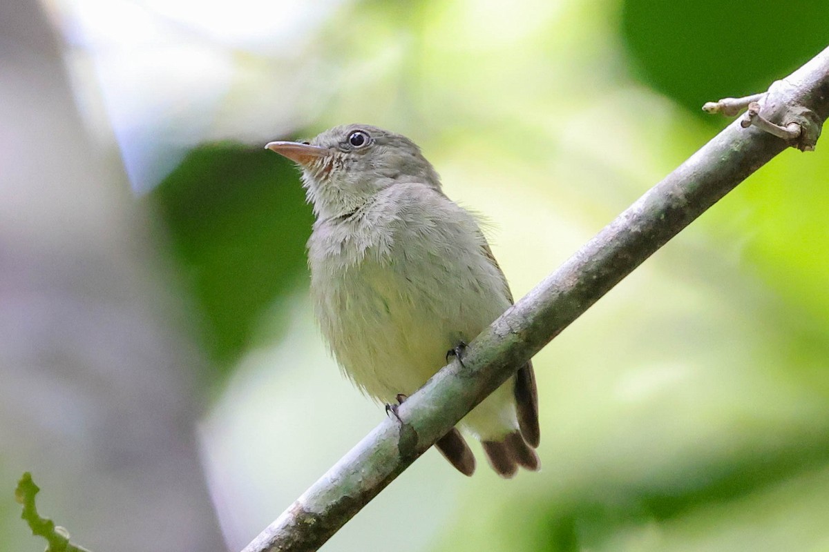 Dwarf Tyrant-Manakin - ML373680221