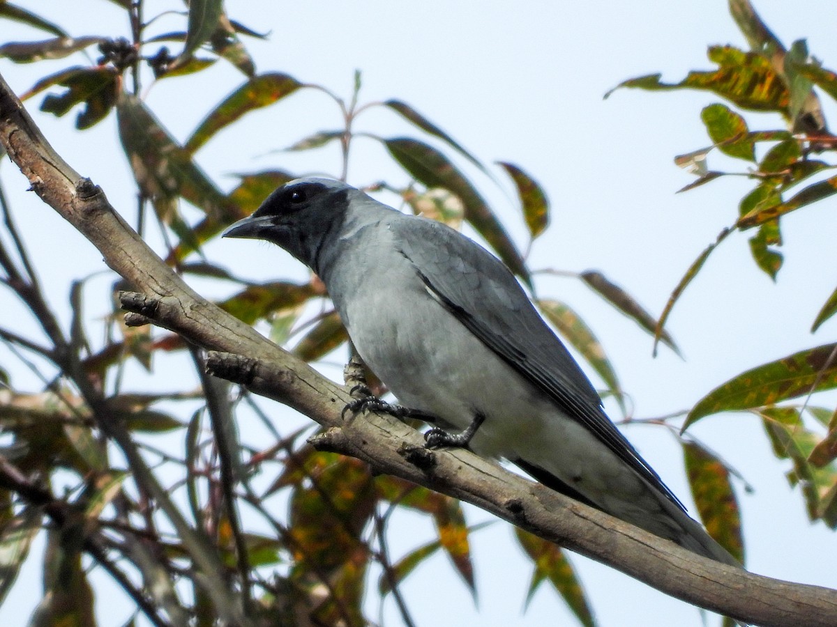 Black-faced Cuckooshrike - ML373680941