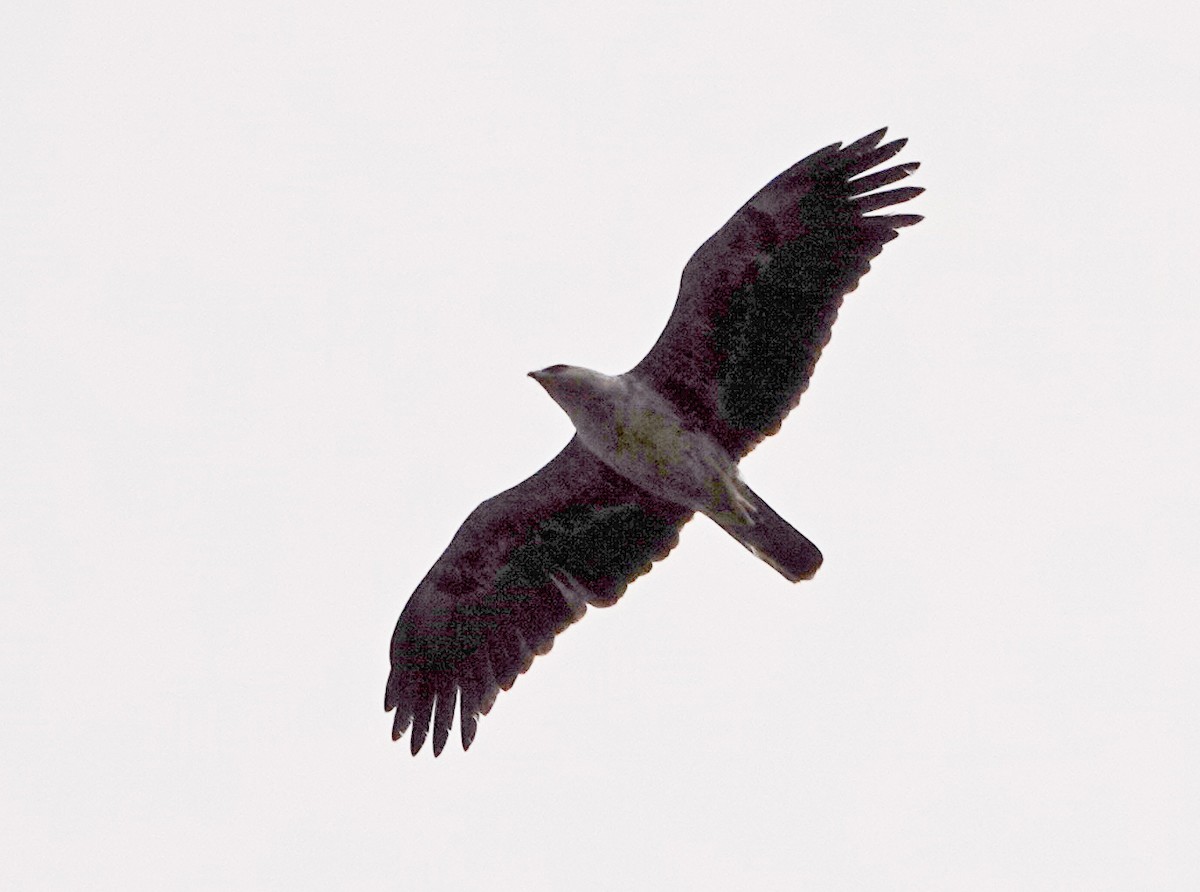 Tawny Eagle - ML373681811