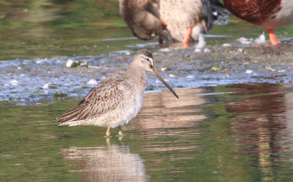 Long-billed Dowitcher - ML373683571