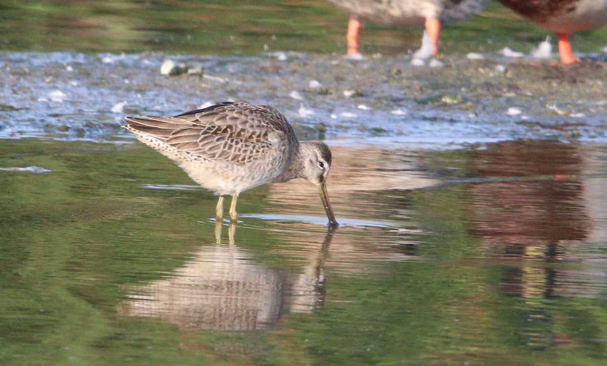 Long-billed Dowitcher - ML373683581