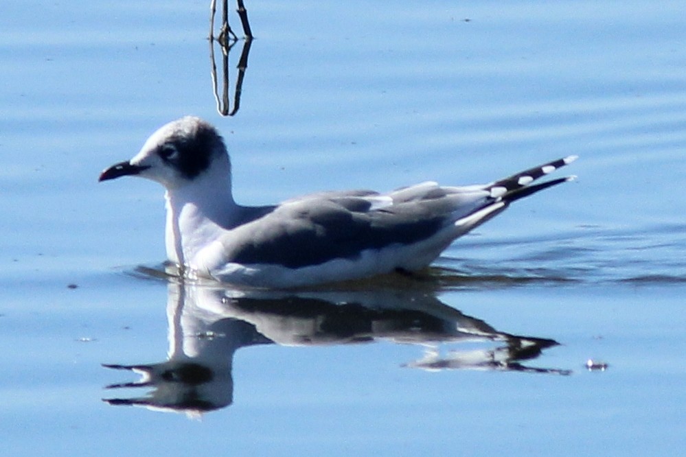 Franklin's Gull - ML373684201