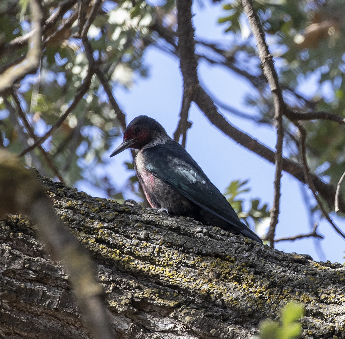 Lewis's Woodpecker - ML373686381